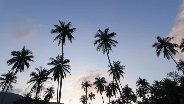 A group of palm trees silhouetted against the colorful sky at sunset