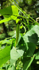 Winged Bean vegetable In the garden