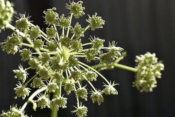 Green plant umbel close-up on a dark background. - obrazy, fototapety, plakaty