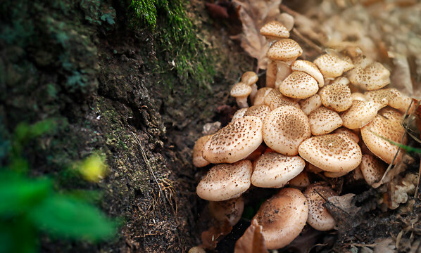 Honey mushrooms. A group of edible mushrooms growing on a stump in the autumn forest.