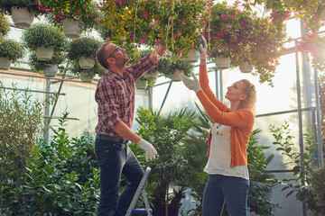Man and woman working in a flower nursery greenhouse, taking care of plants and preparing it for selling.