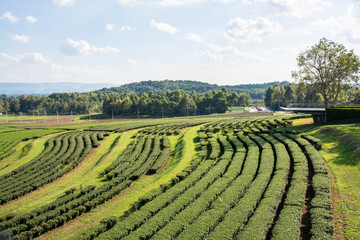 Fototapeta na wymiar Tea plantation in Singha Park , Chiang Rai in Thailand