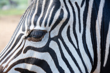 Fototapeta na wymiar Zebra eye close up wild life animal