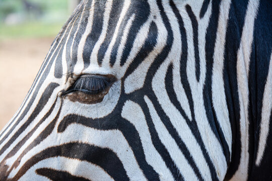 Zebra eye close up wild life animal