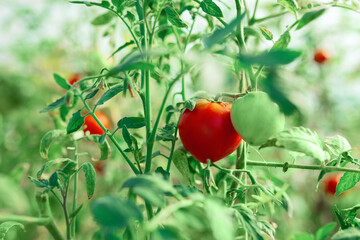 Organic tomato in a greenhouse.