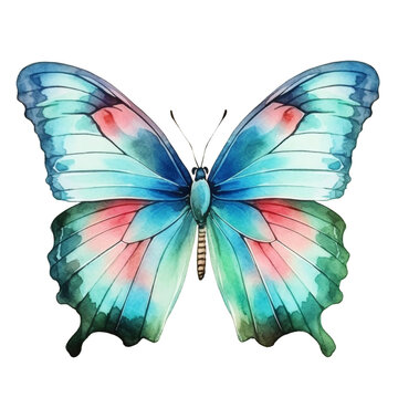watercolor painted butterfly isolated