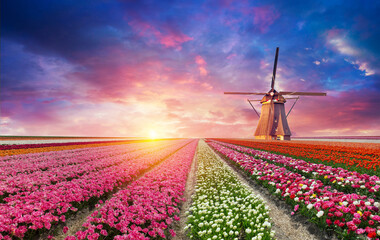 Windmill in Holland Michigan - An authentic wooden windmill from the Netherlands rises behind a field of tulips in Holland Michigan at Springtime. High quality photo. High quality photo - 736899091