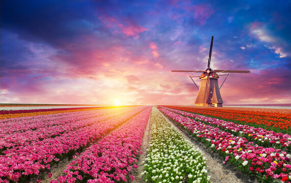 Windmill in Holland Michigan - An authentic wooden windmill from the Netherlands rises behind a field of tulips in Holland Michigan at Springtime. High quality photo. High quality photo