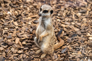 Meerkat at Monarto Safari Park, South Australia