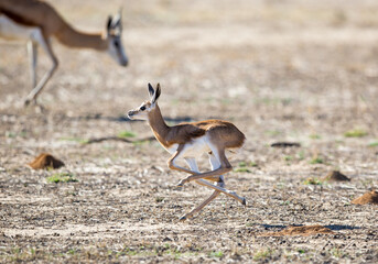 A young baby springbok streching it's legs as it is running past it's mother, probably trying to impress her.