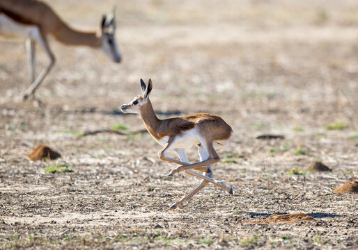 A young baby springbok streching it's legs as it is running past it's mother, probably trying to impress her.