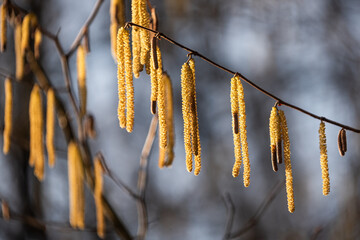 Kwitnąca leszczyna wiosną w słońcu © Elżbieta Kaps