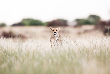A cheetah standing and looking as something attracted it's attention. Grass fields all around in the wilderness.
