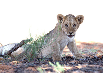 A lion cub sitting on the ground behind a green bush and with his toy, a stick in the background
