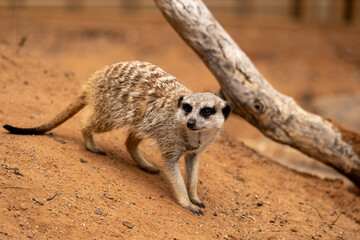 Fototapeta premium Meerkat at Monarto Safari Park, South Australia