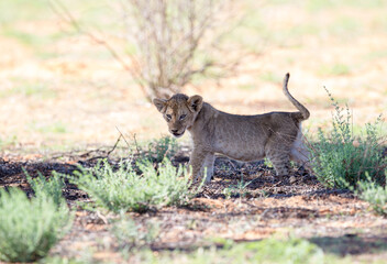 A playful young lion cub with his tail wagging in the air as he is looking for the next game