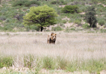 A big male lion walking in the grass fields, most likely looking for a kill, prey or water.