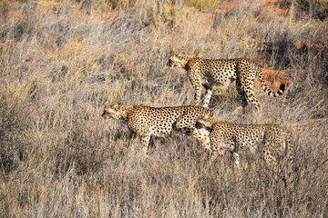 Three cheetahs walking in the same direction on a dune in the savannah grass fields