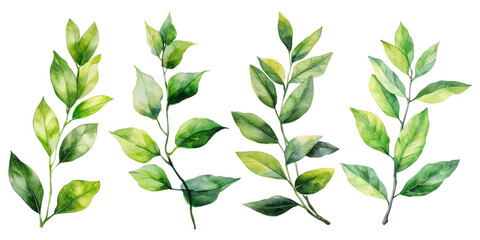 Set of Watercolor Tropical spring green leaves elements set isolated on transparent background, bouquets greeting or wedding card invitation, decoration clip art mock up.