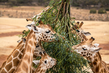 Giraffe feeding at Monarto Safari Park, South Australia