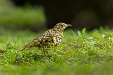Scaly Thrush bird on the ground, bird in the forest
