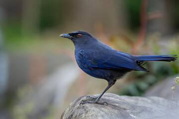 Taiwan Whistling-Thrush sitting on a rock, an endemic bird of Taiwan
