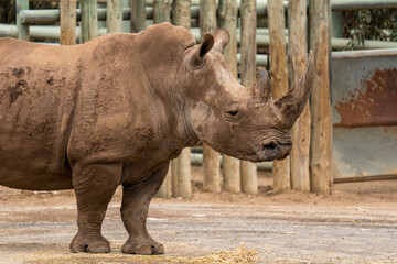 White rhino at Monarto Safari Park, South Australia © Trung Nguyen