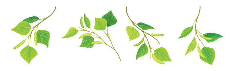 Obraz premium Green Birch Twigs with Catkins and Leaf on Stem Vector Set