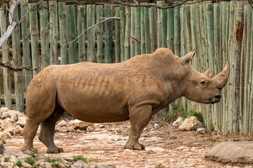 Obraz premium White rhino at Monarto Safari Park, South Australia