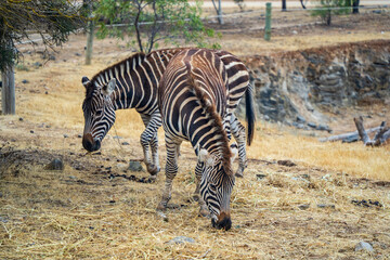 Zebra at Monarto Safari Park, South Australia