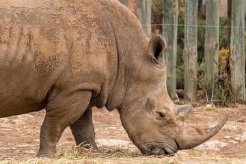 Fototapeta premium White rhino at Monarto Safari Park, South Australia
