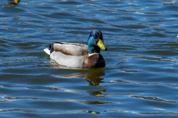 canard sauvage au bec jaune