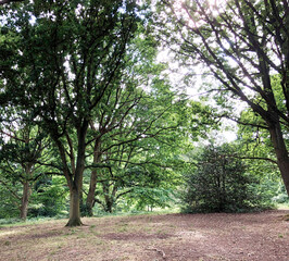 Forest in spring or autumn. path for jogging and sports, yoga, sports and healthy lifestyle, reboot, benefits of fresh air, caring for nature and environment