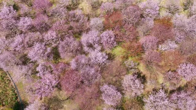 桜の咲く庭園の絶景　空撮