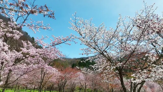 桜の咲く庭園を進むイメージ