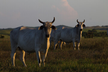 Toros mirando