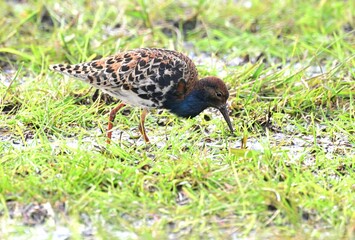 Kampfläufer (Philomachus pugnax) der dunklen Variante