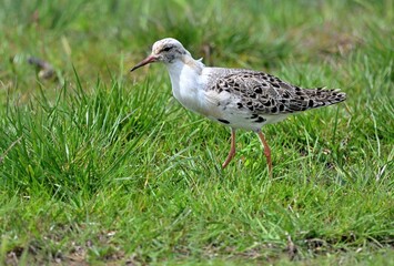 Kampfläufer (Philomachus pugnax) der hellen Variation