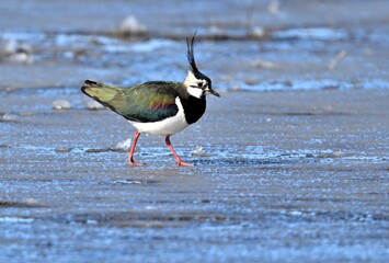Kiebitz (Vanellus vanellus) auf eier Eisfläche