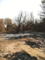 Forest fires in northern Sudan