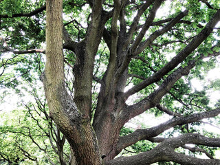 Old branchy tree in the forest. forest in spring or autumn, rebboot and rehabilitation, benefits of fresh air, caring for nature and the environment