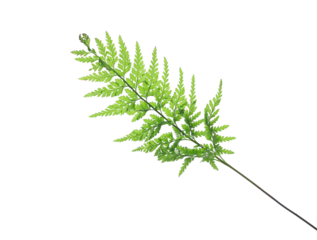 Fresh green fern leaf isolated on white background