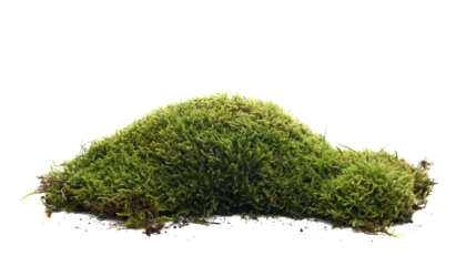 Green moss isolated on white background and texture