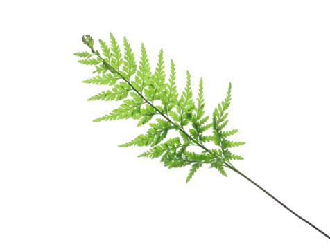 Fresh green fern leaf isolated on white background