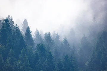 Fototapeten Mgły w lasach nad Łomnicą-Zdrojem latem. Piękny krajobraz. © rogozinski