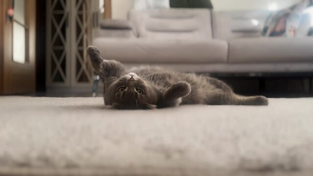 sweety british shorthair cat plays	