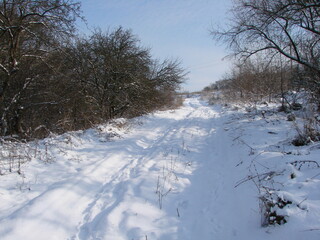 A panorama of a barely trodden path in the forest belt of the snowy steppe under the rays of the blinding frosty sun against the background of the white-blue sky on the horizon.