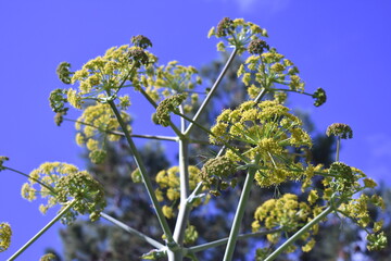 青空の下でフェンネルが花開く