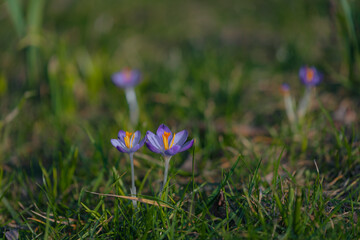 Spring background with blooming flowers. A field of flowering crocus plants, a group of bright colorful flowers. Crocus flower on a sunny spring day. Macro. Wallpaper.