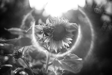 Helianthus Annuus are yellow, the petals are large, the pistils are round and yellow. 
Close-up of...